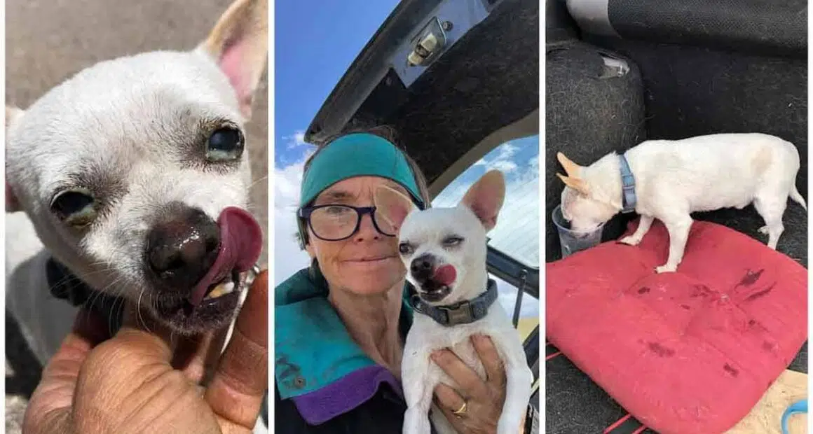 Chihuahua endure 7 days in Colorado wild after found by great Samaritan one dog actually absent