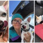 Chihuahua Endures Seven Days in the Colorado Wilderness