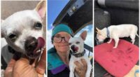 Chihuahua Endures Seven Days in the Colorado Wilderness 2 Chihuahua endure 7 days in Colorado wild after found by great Samaritan one dog actually absent