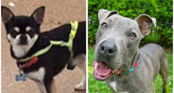 Chihuahua got a heart attack after being savaged by out of control Staffie 1