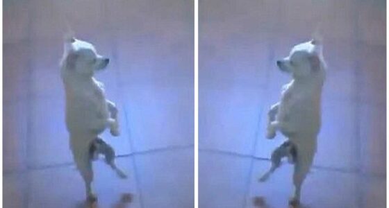 Chihuahua needs a flamenco dancing partner