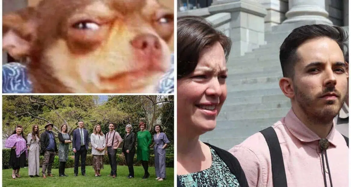 Chihuahua sparks constitutional conversation
