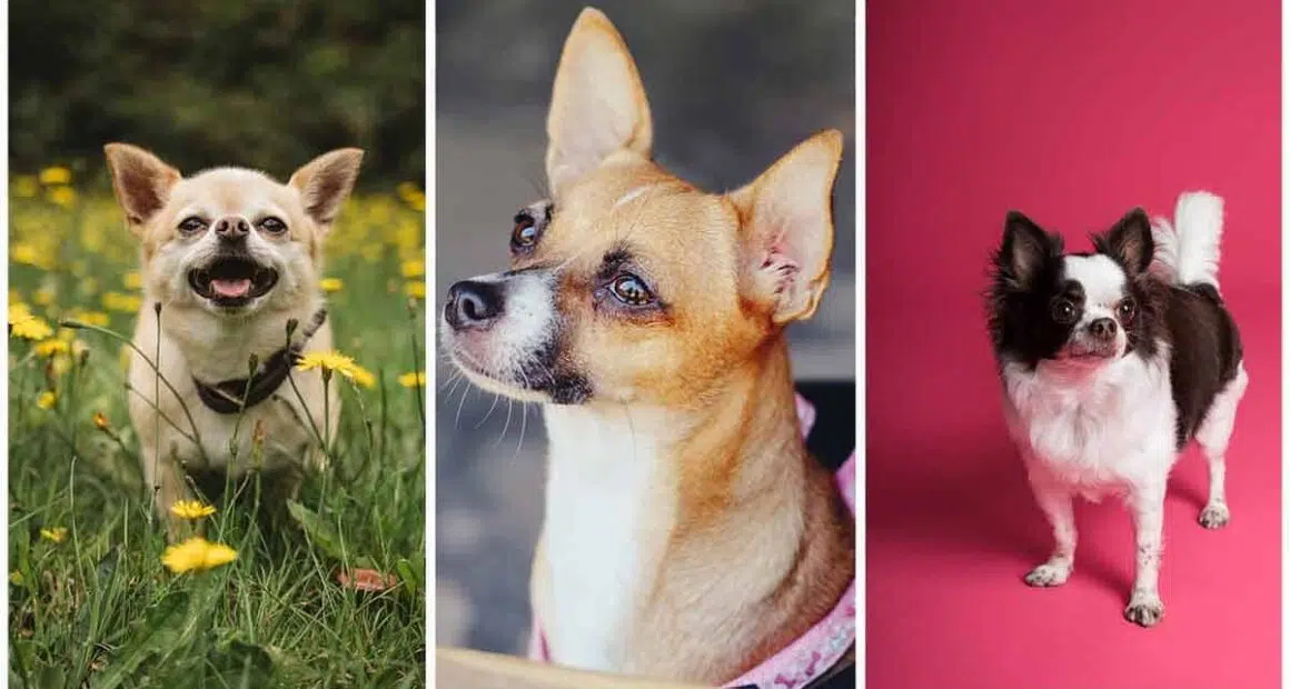 Couple Decides to Buy a Dog to Protect Their Home and Family 1