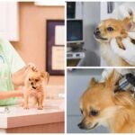 Deafness in Chihuahuas: How to Understand and Treat