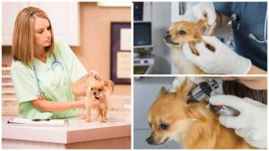 Read more about the article Deafness in Chihuahuas: How to Understand and Treat