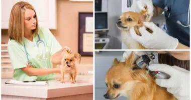 Deafness in Chihuahuas