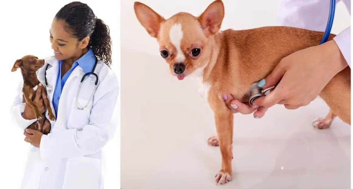 Deworming chihuahua Preventing and Treating Parasites