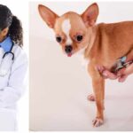 Deworming Chihuahuas: Preventing and Treating Parasites