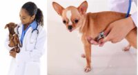 Deworming chihuahua Preventing and Treating Parasites