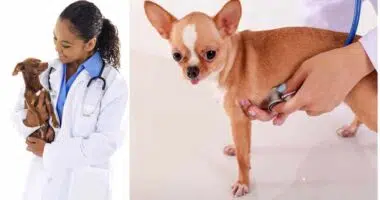 Deworming chihuahua Preventing and Treating Parasites