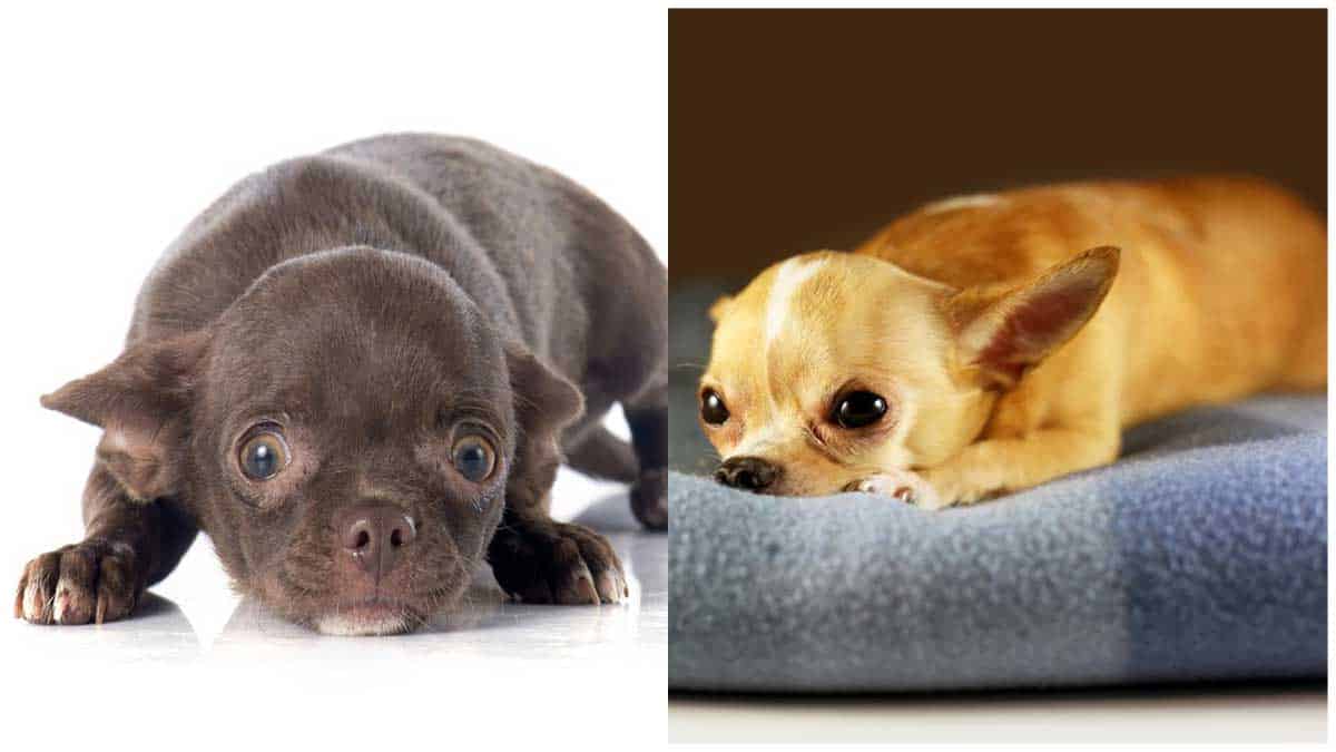 do-chihuahuas-get-along-with-other-dogs-10-breeds-reviewed