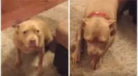 Dog Doesnt Like Dad Coming Home Late so She Gives Him an Earful