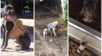 Dog Unearths Deserted Cat in Downpour During Potty Break and Aides Her to Her Home for Shelter