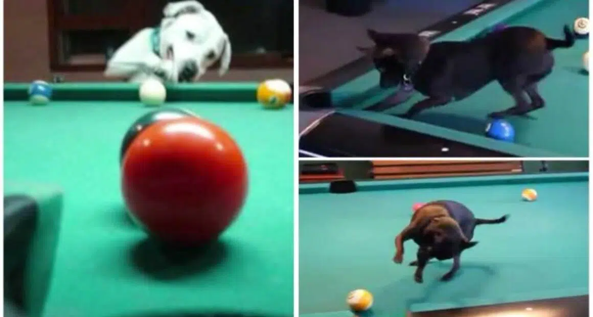 Dogs Who Play Pool Watch dogs put balls into side corner pockets