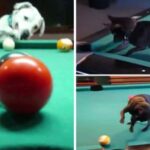 Chihuahuas Playing Pool