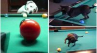 Dogs Who Play Pool Watch dogs put balls into side corner pockets