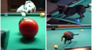 Read more about the article Chihuahuas Playing Pool