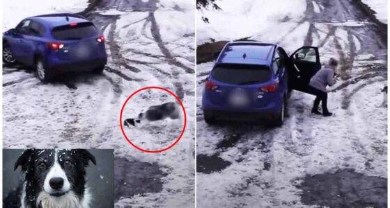 Fringe collie spares Chihuahua mate from being run over by a vehicle