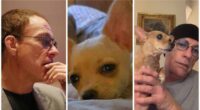 Van Damme Spares Chihuahua Sent to Die 2 Genuine Hero Van Damme spares dog condemned to death