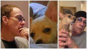 Read more about the article Van Damme Spares Chihuahua Sent to Die