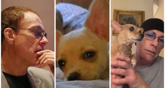 Genuine Hero Van Damme spares dog condemned to death