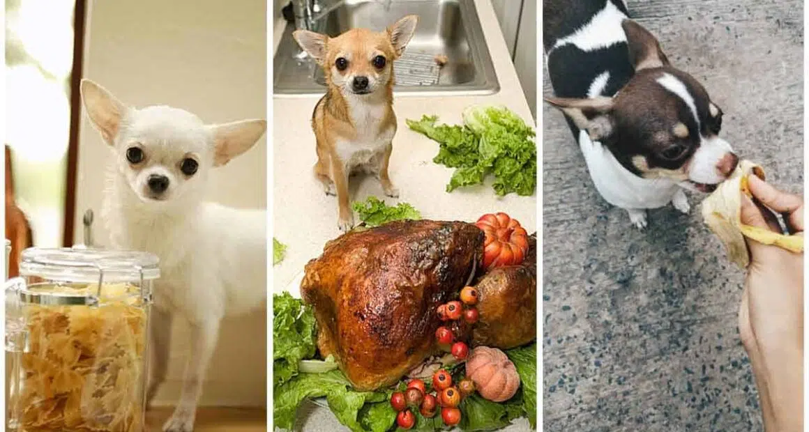 Healthy People Foods You Can Give Your Dog 1