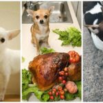 People Foods You Can Give Your Chihuahua