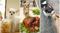 People Foods You Can Give Your Chihuahua 2 Healthy People Foods You Can Give Your Dog 1