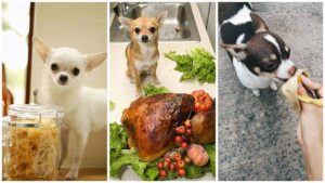 Read more about the article People Foods You Can Give Your Chihuahua