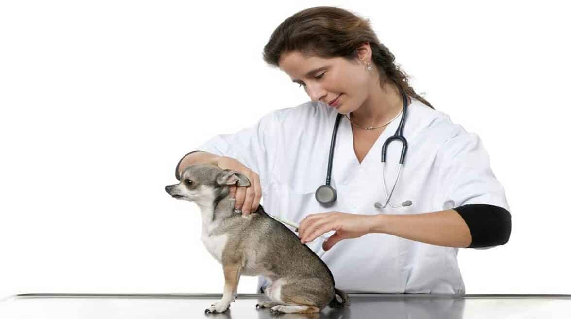 Hot Spots in Chihuahua 1 Hot Spots in Chihuahua 2