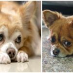 How to Apologize to Your Chihuahua in Five Steps