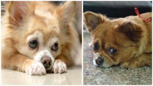 Read more about the article How to Apologize to Your Chihuahua in Five Steps