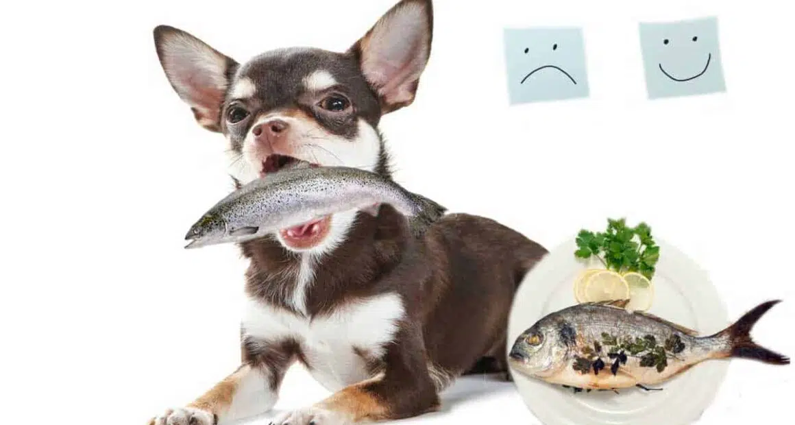 How to Cook Fish for Dogs 5 Simple Fish Recipes for Dogs 1