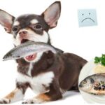 How to Cook Fish for Dogs – Five Simple Recipes for Chihuahuas