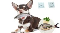 How to Cook Fish for Dogs – Five Simple Recipes for Chihuahuas 2 How to Cook Fish for Dogs 5 Simple Fish Recipes for Dogs 1