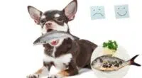 How to Cook Fish for Dogs 5 Simple Fish Recipes for Dogs 1