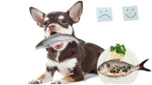 Read more about the article How to Cook Fish for Dogs – Five Simple Recipes for Chihuahuas