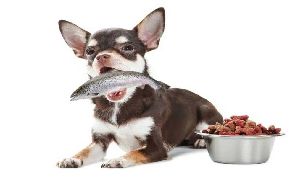 How to Cook Fish for Dogs 5 Simple Fish Recipes for Dogs