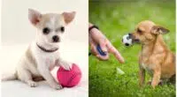 How to Train Your Dog to Play