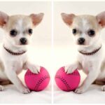 Indoor Games to Play with your Chihuahua