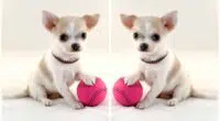 Indoor Games to Play with your Chihuahua