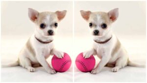 Read more about the article Indoor Games to Play with your Chihuahua