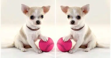 Indoor Games to Play with your Chihuahua