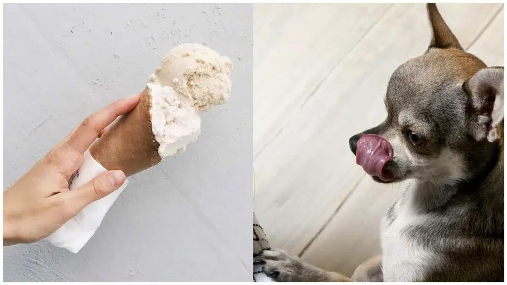 Is it OK to share an ice cream with your Chihuahua