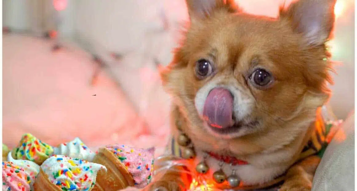 Is it OK to share an ice cream with your Chihuahua 2