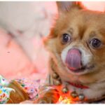 Is it OK to share Ice Cream with your Chihuahua?