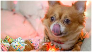 Read more about the article Is it OK to share Ice Cream with your Chihuahua?