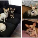 Katishka’s Story and Her Little Chihuahua Miracles