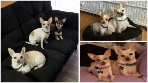 Read more about the article Katishka’s Story and Her Little Chihuahua Miracles