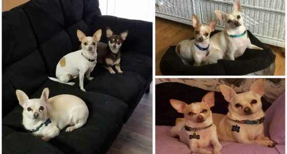 Katishkas Chi Story Her Little Miracles